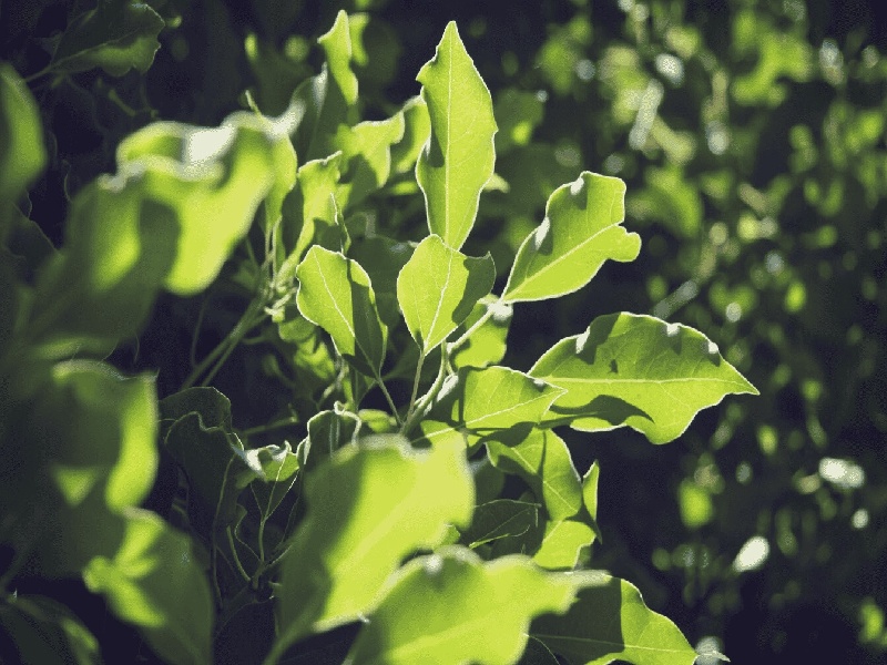 王女士成功案例