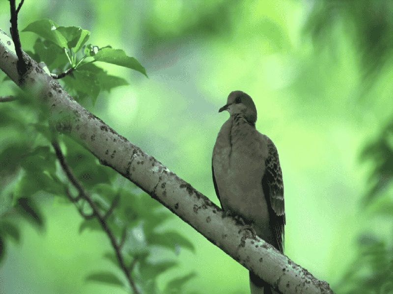 李先生夫妇成功案例
